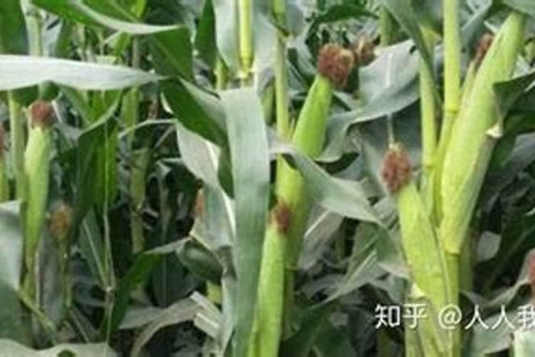 玉米叶面肥几个叶打最好？