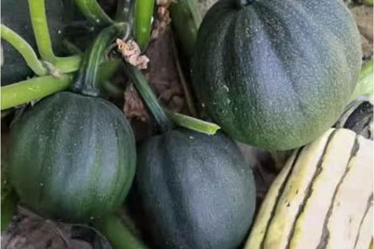 南瓜结瓜后怎么施肥