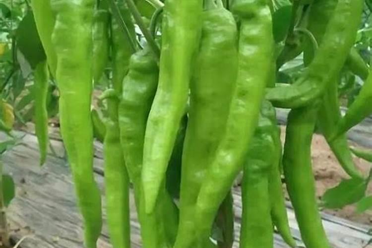 辣椒施什么肥料最好