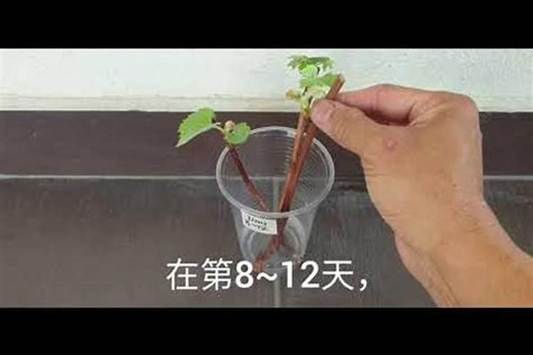 什么时候施冲施肥？施肥受天气影响吗？