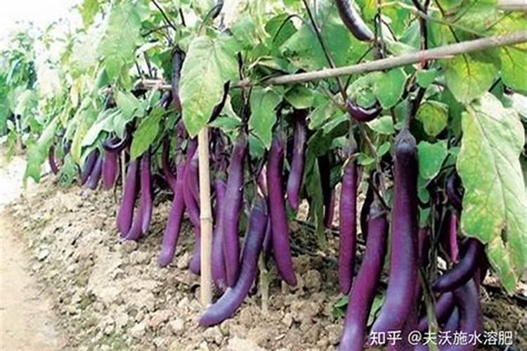 茄子叶面肥什么肥增产效果好？茄子专用磷钾肥