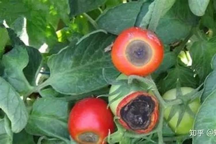 番茄施肥讲究多