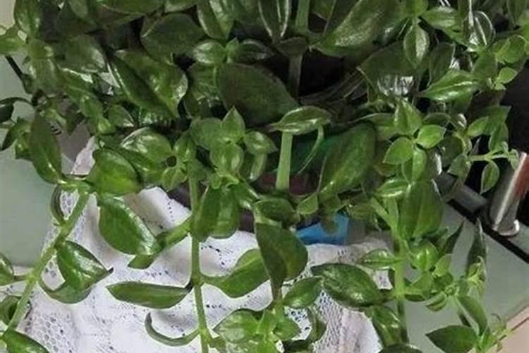 牡丹吊兰为什么叶子蔫软 牡丹吊兰叶子卷缩枯萎怎么办