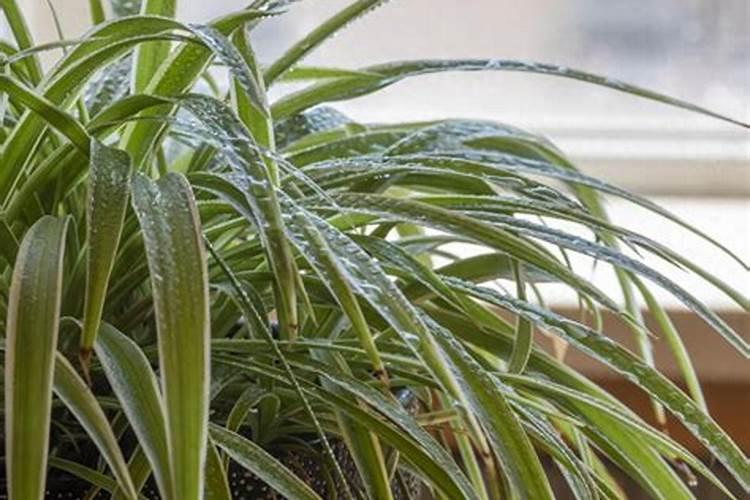 吊兰浇什么肥料合适