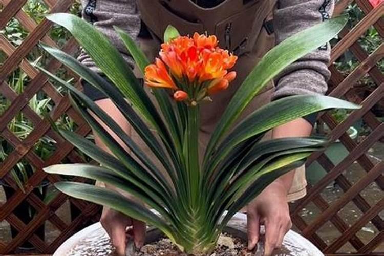 君子兰五月份怎么浇水