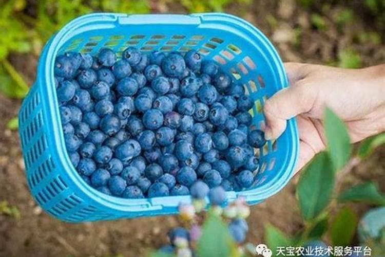 吉林冷棚蓝莓的管理技术