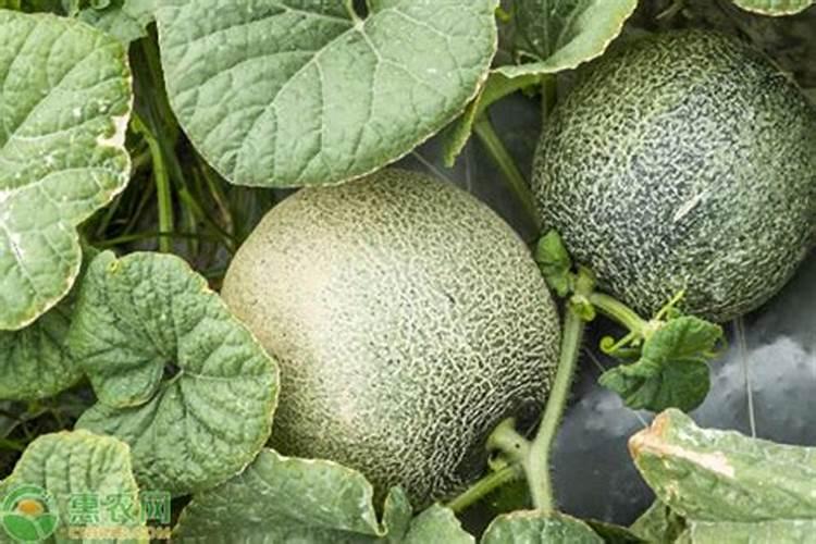 哈密瓜常年重茬用什么肥料基肥？