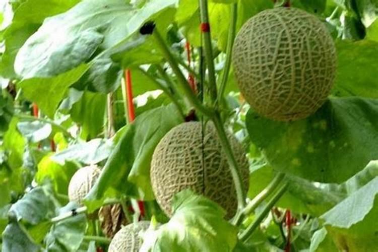 水田种哈密瓜怎么施肥浇水？