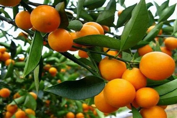 金桔树施什么肥料最好