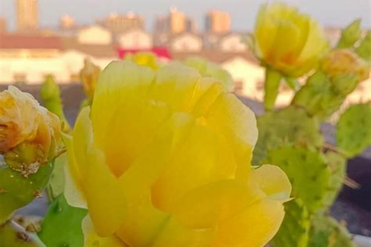 钾肥对哪些花卉好