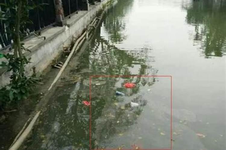 鱼塘水面有一层绿色油膜怎么去除