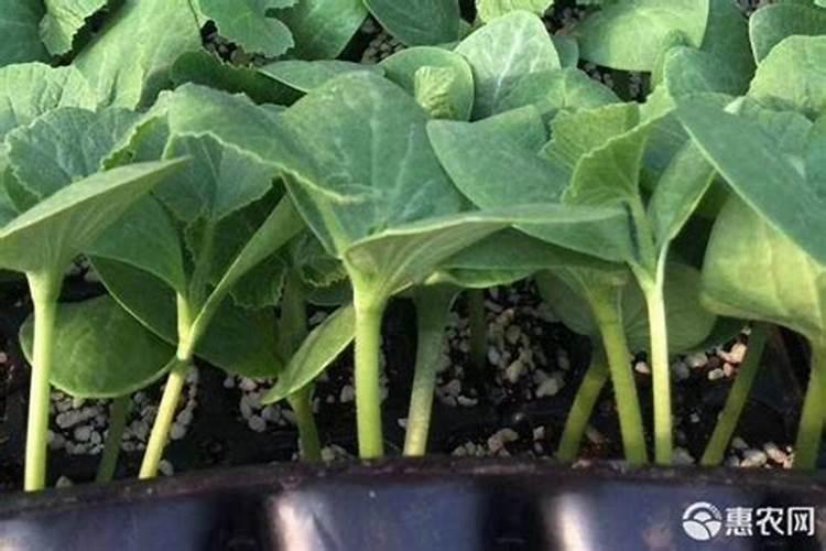 怎样根据南瓜需肥特点进行施肥