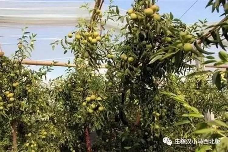 冬枣怎样由黄变红