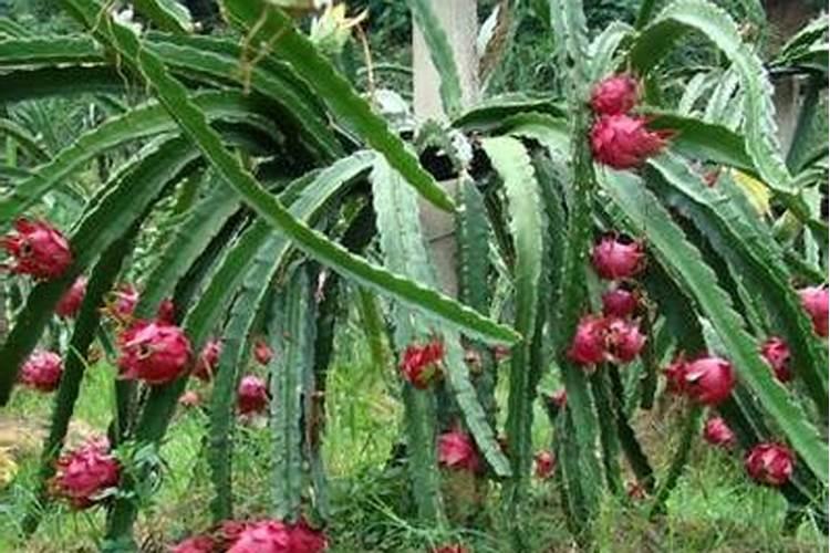 火龙果结果期能否施叶面肥？喷施时间