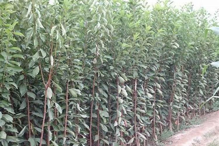 秋季过后的李子种苗该如何去管理与养护