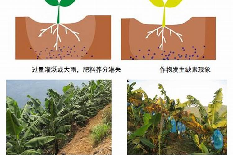 芸苔素+胺鲜酯能混用吗？