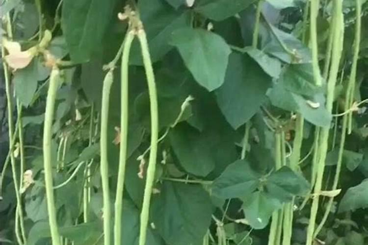 豆角保花保果用什么肥料好？豆角怎么施肥又长又直？