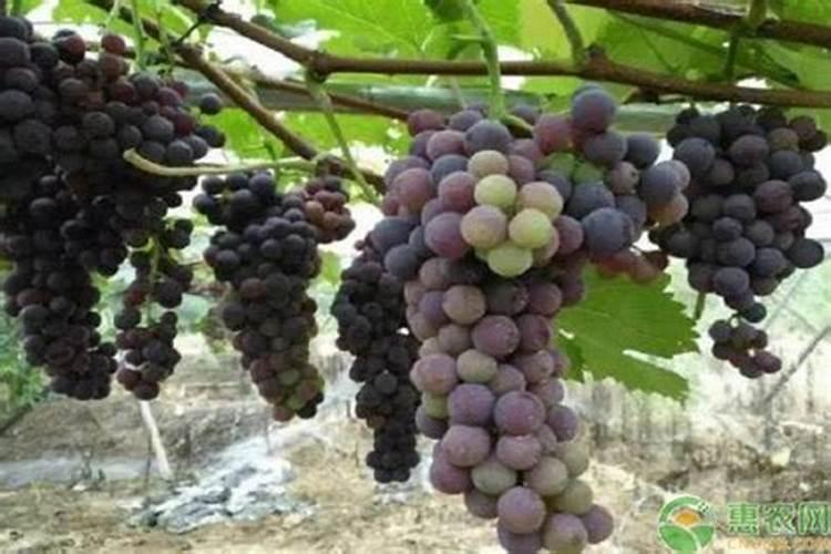 葡萄什么时候补充钙肥