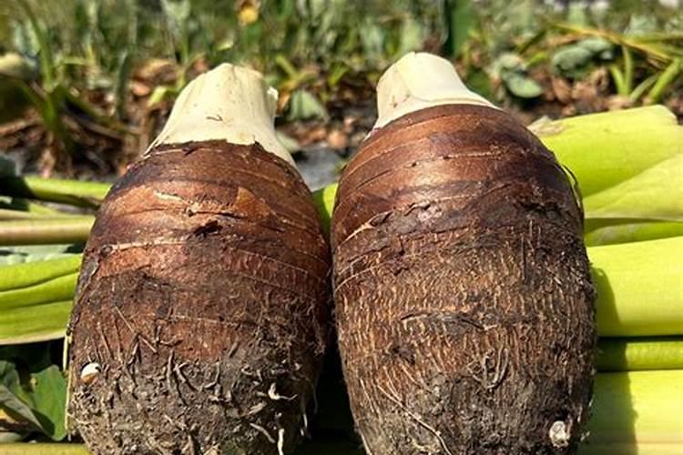 荔浦芋头种植方法.