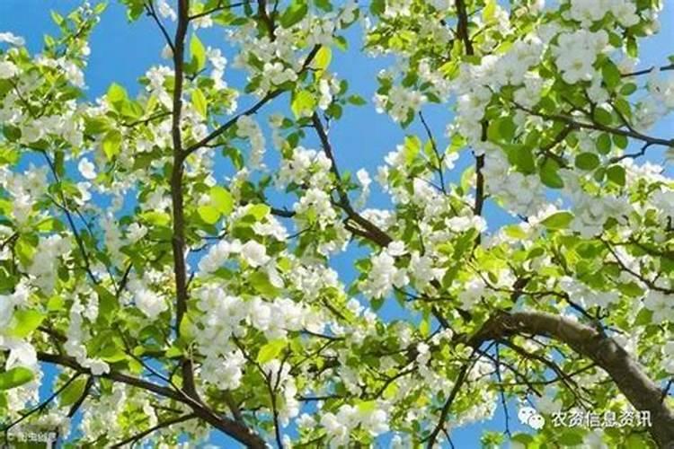 氮肥可以兑水浇花吗