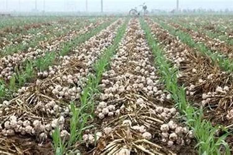 大蒜种植方法、施肥和防治重茬是关键
