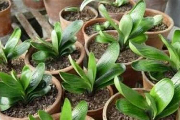 君子兰怎么施肥