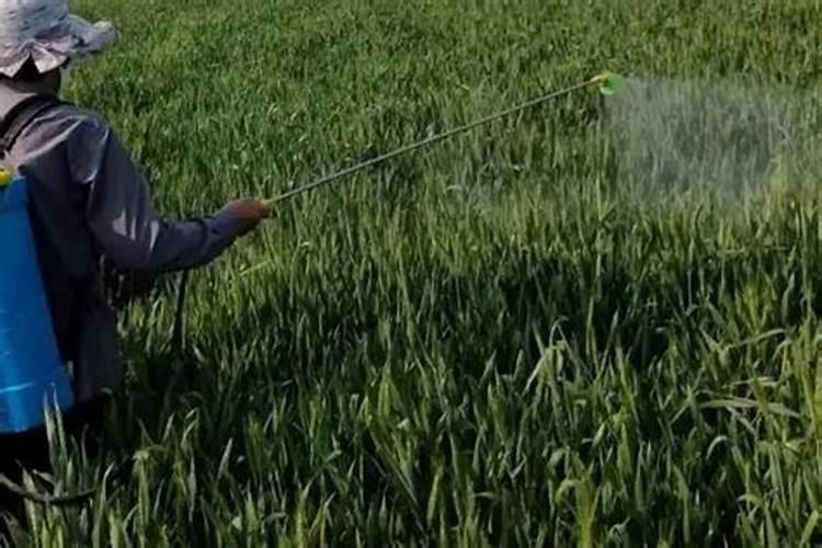 氯虫苯甲酰胺可以与稻瘟灵,苄胺烷醇混用吗