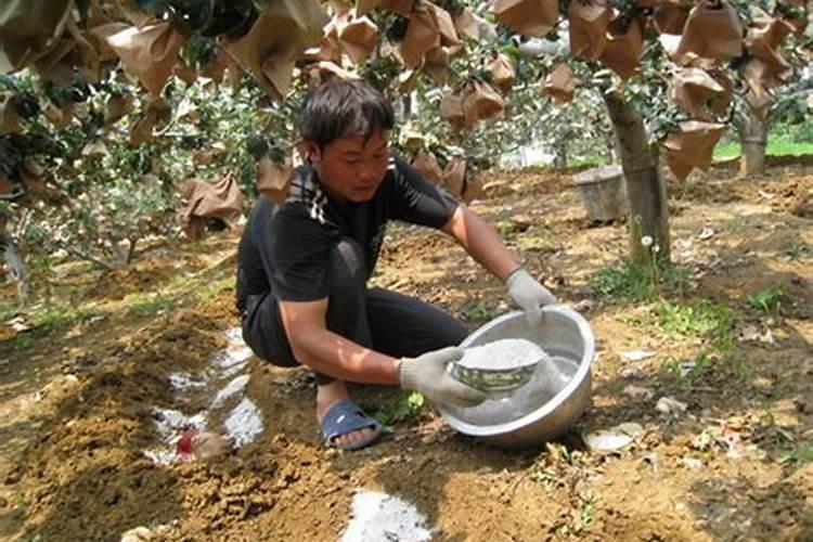 苹果树挂果量大八月追肥用怎样配比的硫酸钾复合肥好