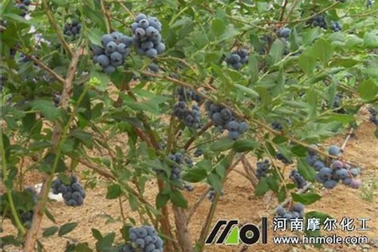 蓝莓用什么肥料最好