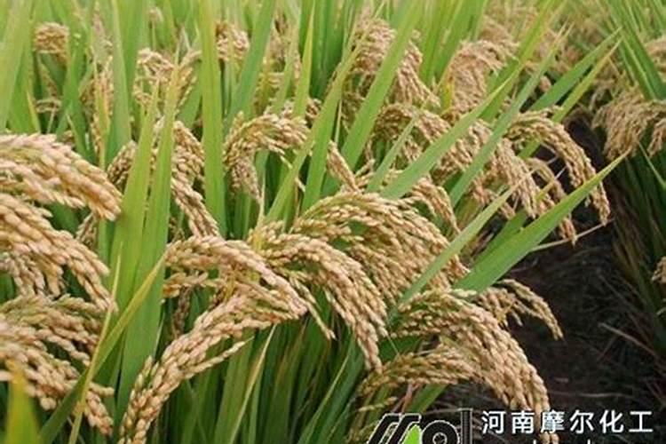 小麦干旱打叶面肥可以吗