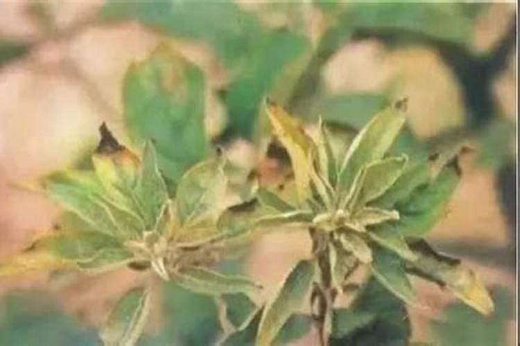 硼肥的10大禁忌