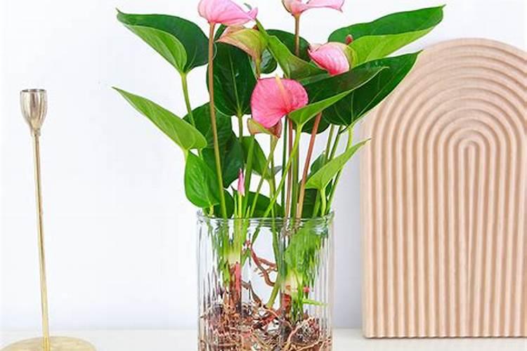 粉掌粉掌的养殖方法/粉掌的养护知识