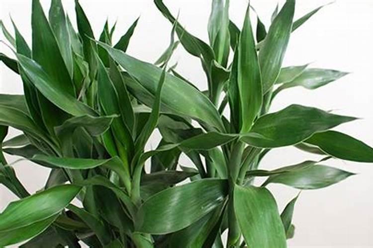 夏威夷竹子的养殖方法和注意事项