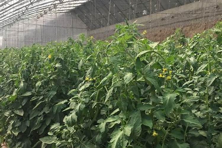 番茄落花落果怎么解决？什么原因造成的呢？