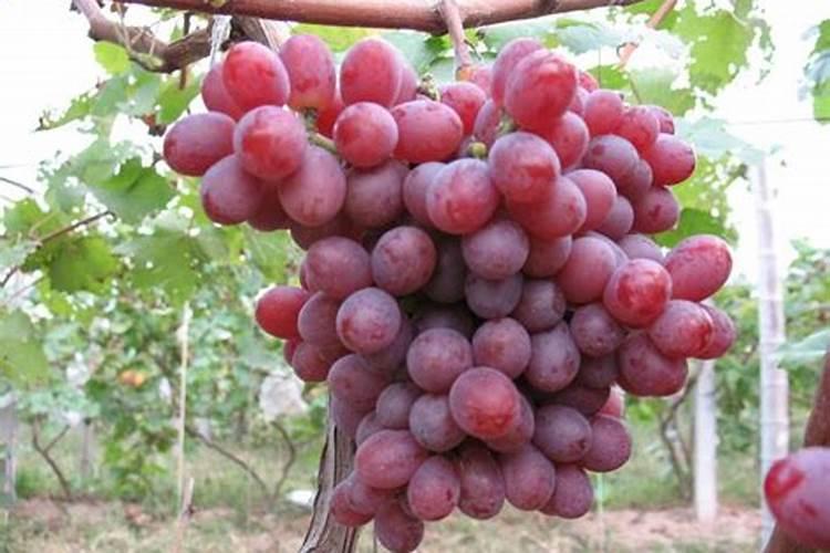 葡萄第一次打硼,钙,锌叶面肥什么时候