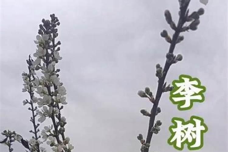院子的李子树刚开花,应该怎么管理才能挂果更多？
