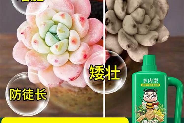 五彩椒怎么种植 五彩椒如何种植