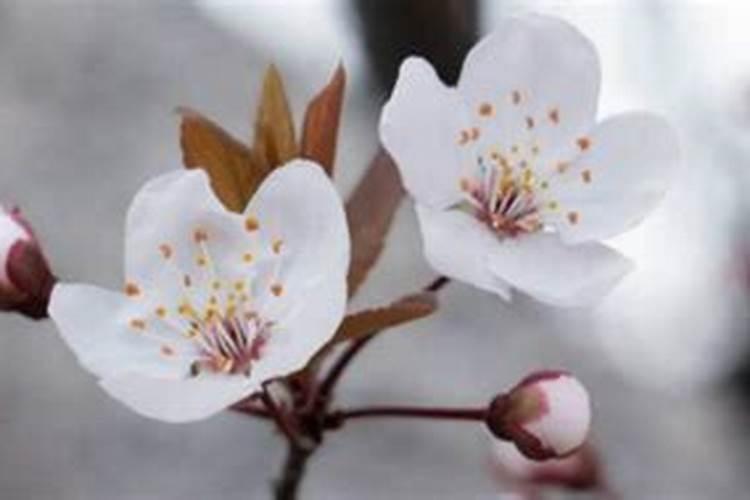 脆柿几月份施肥