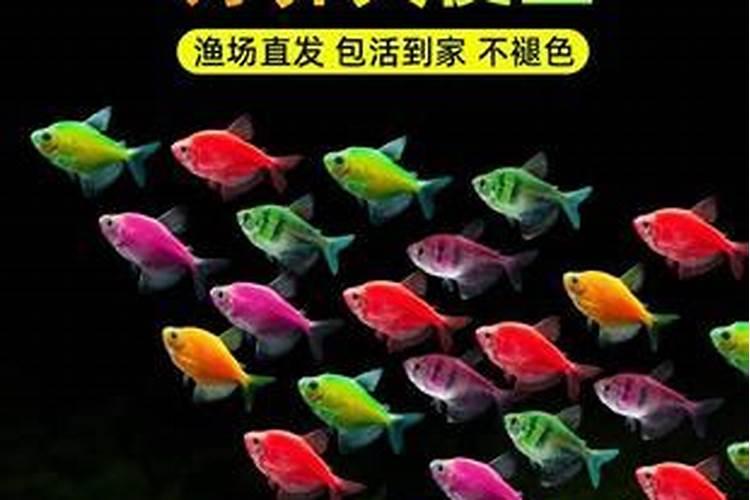 七彩天使鱼能和斑马一起养吗