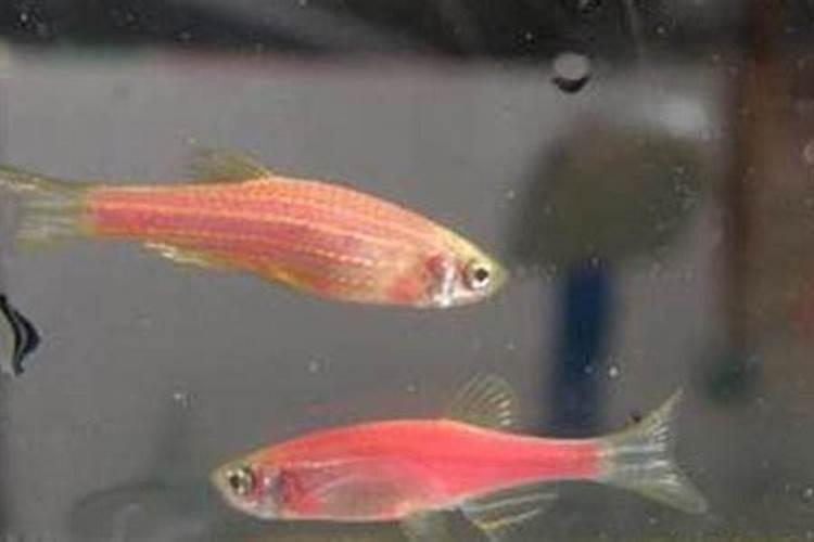 七彩斑马和糖果斑马的区别