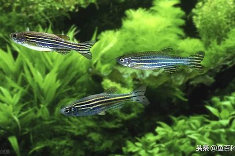 哪一种观赏鱼最易养活