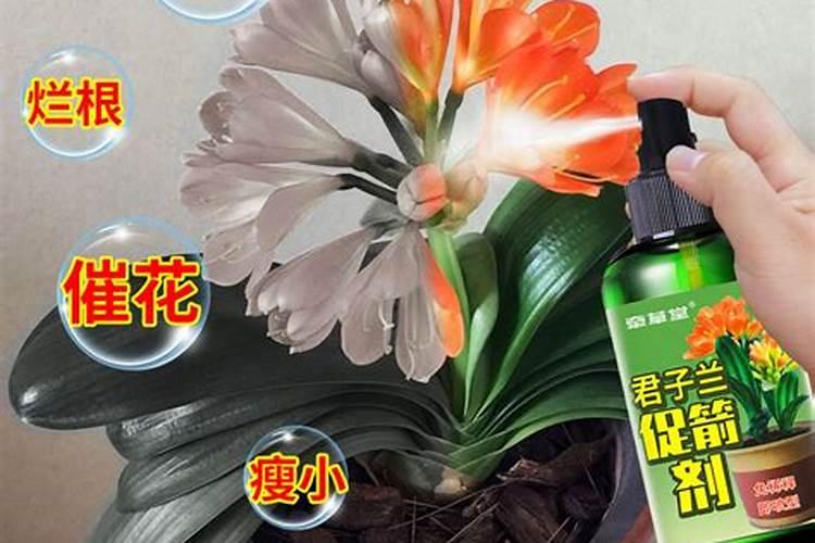 君子兰施什么肥