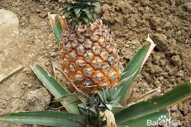 菠萝皮怎么做肥料