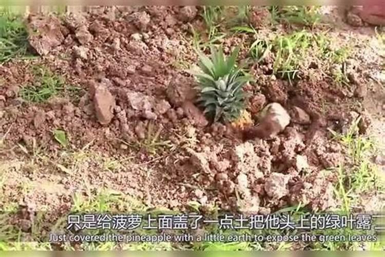 菠萝皮制花肥