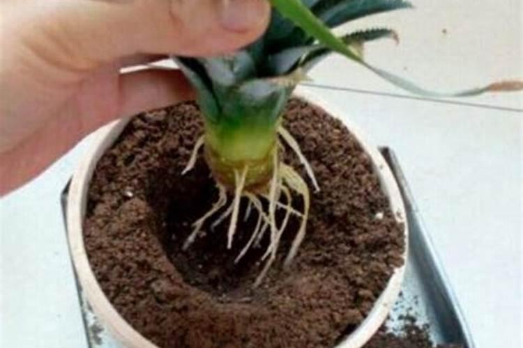 菠萝皮制花肥