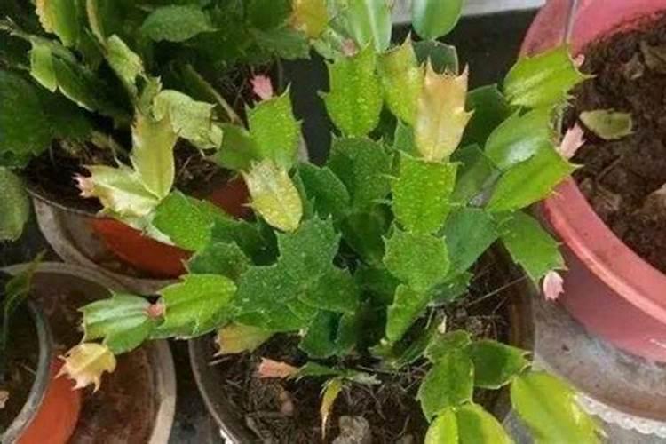 蟹爪兰用叶面肥喷施能行吗