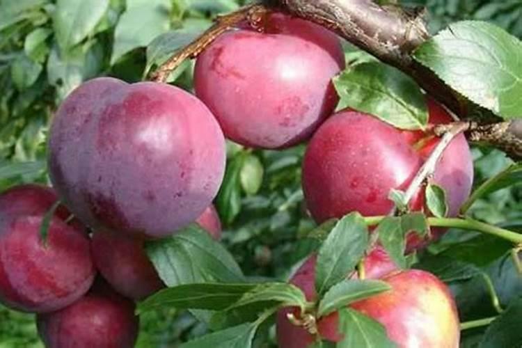 李子花期如何保花保果