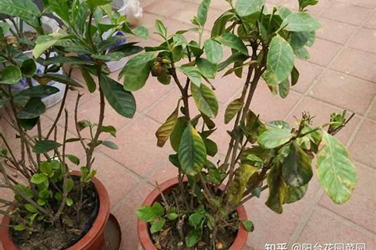 脐橙春肥什么时间上最好？