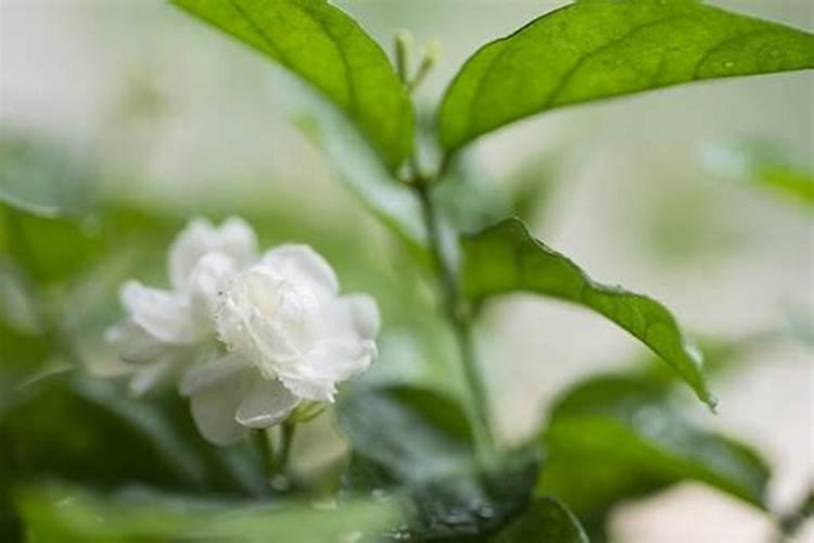 茉莉花施什么肥最好