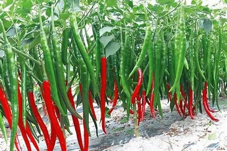 种植菠菜用什么化肥